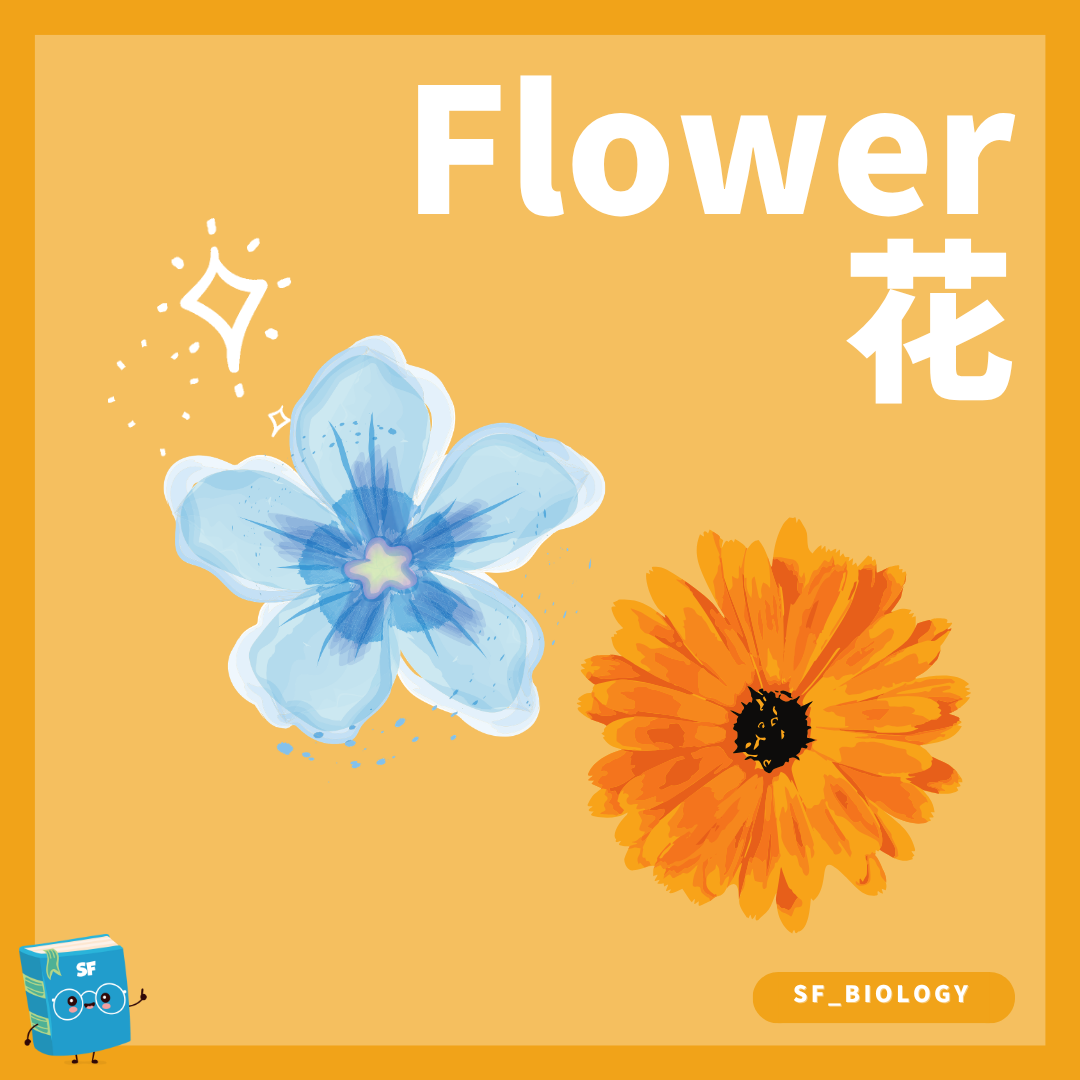 被子植物花朵及主要生殖結構概念圖