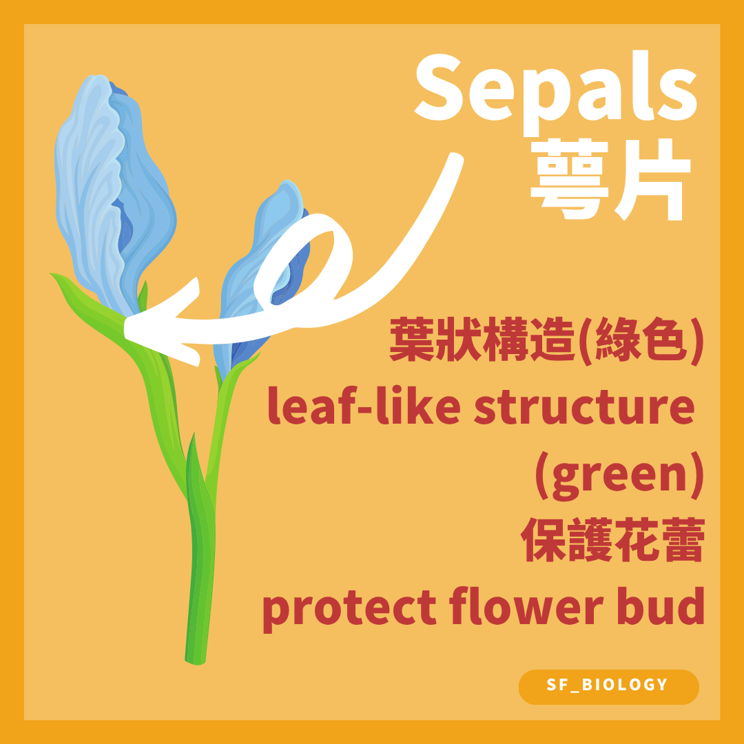 萼片通常位於花朵外圍並保護未開放花蕾