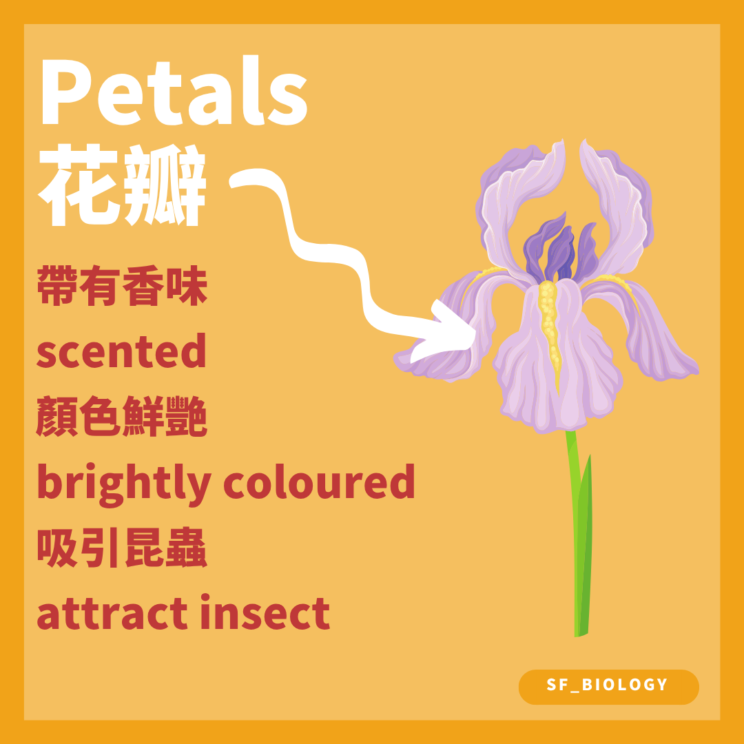 花瓣的顏色氣味及蜜標可吸引動物傳粉者