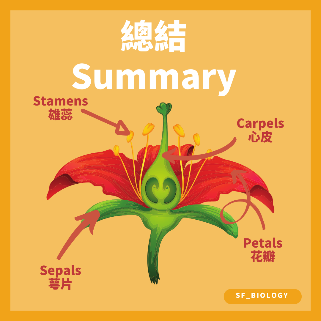 花朵萼片花瓣雄蕊與心皮位置總結