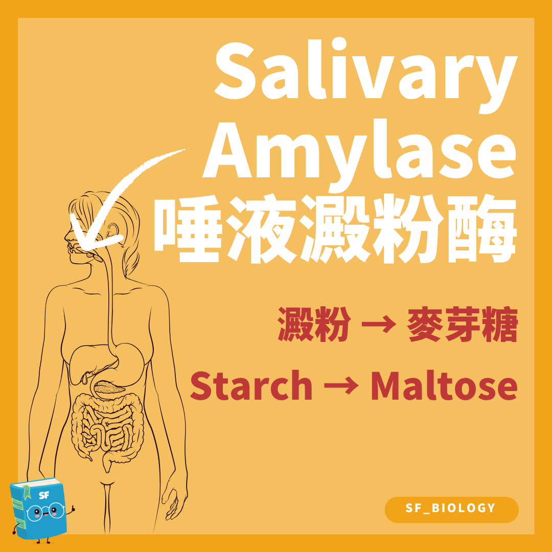 唾液澱粉酶在口腔把澱粉水解成麥芽糖等較小糖類