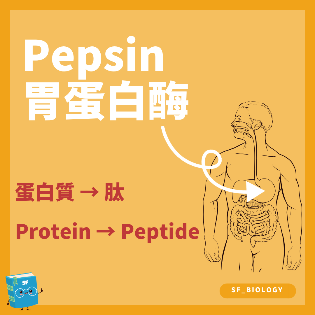 胃蛋白酶在酸性胃液中把蛋白質水解成較短多肽