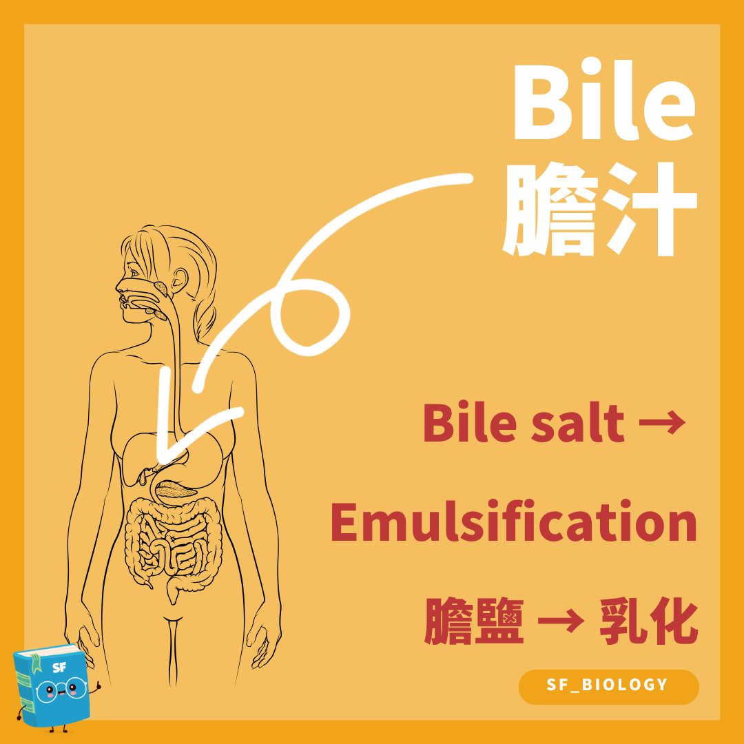 膽鹽在小腸乳化脂肪並增加脂肪酶作用表面積