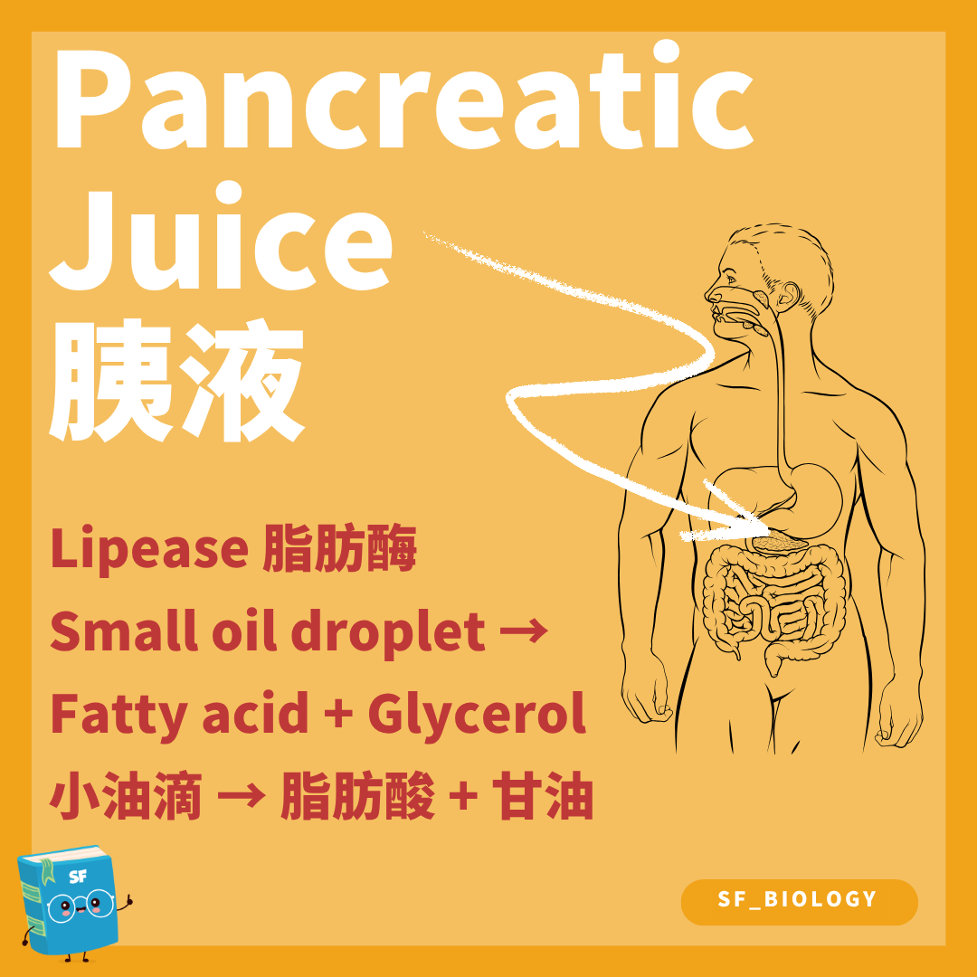 胰脂肪酶在小腸把三酸甘油酯水解成脂肪酸及單酸甘油酯