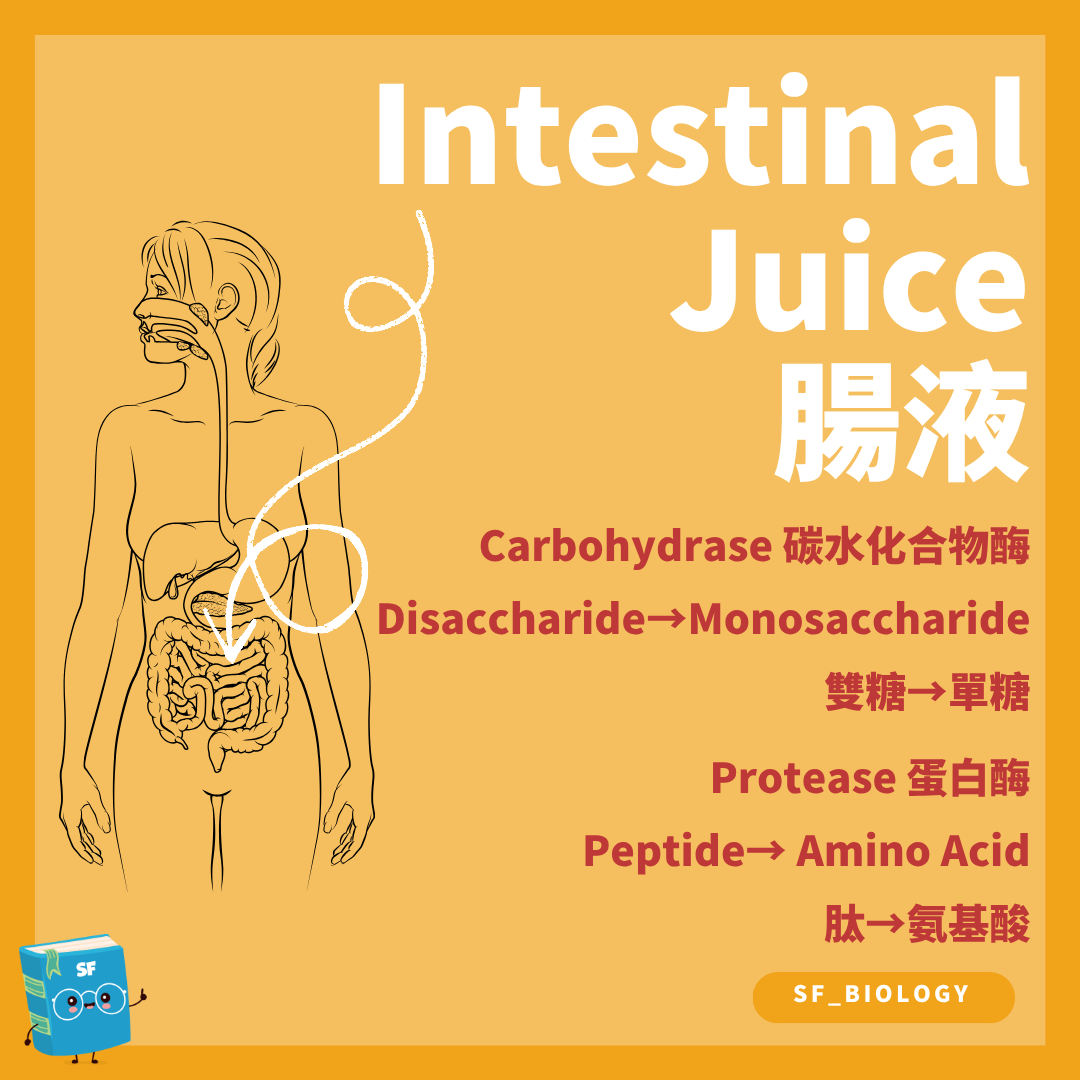 腸道雙糖酶和肽酶完成糖類及蛋白質的膜消化