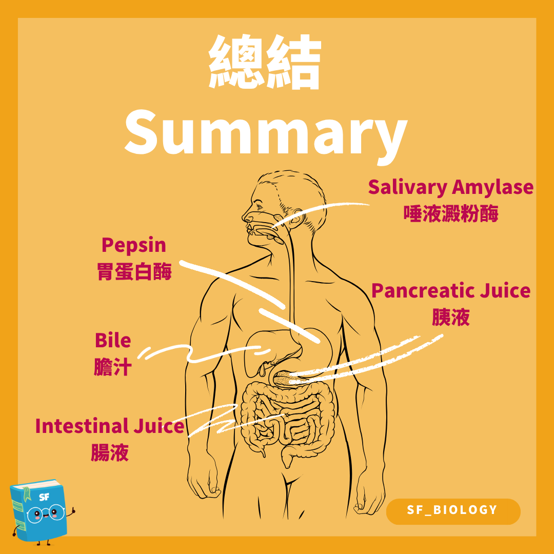 唾液胃液膽汁胰液及腸道酵素來源總結