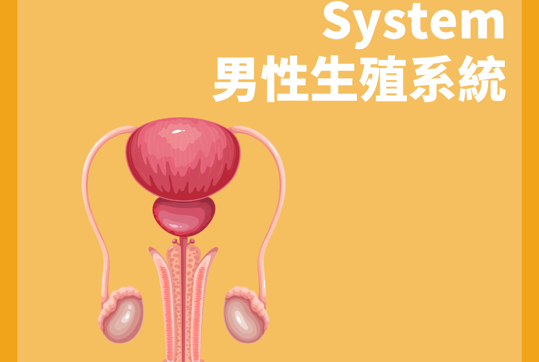 男性生殖系統主要器官與管道概念圖