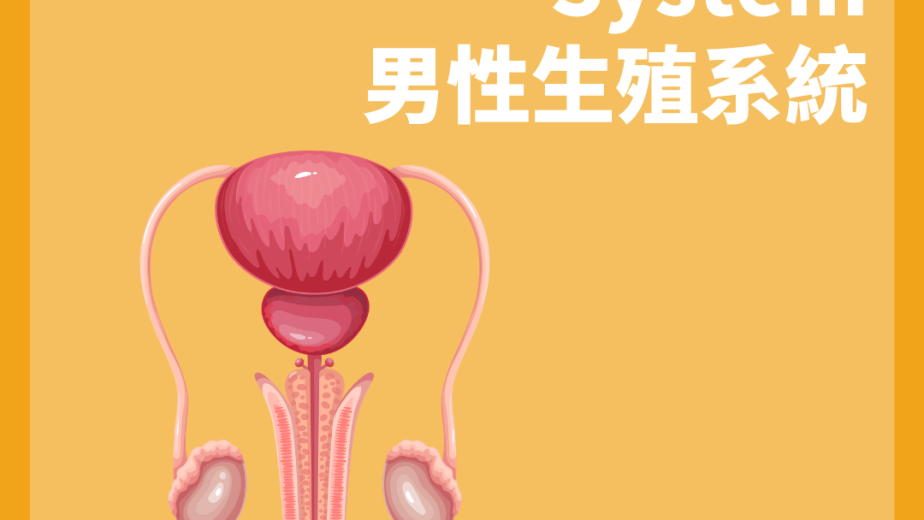 男性生殖系統主要器官與管道概念圖