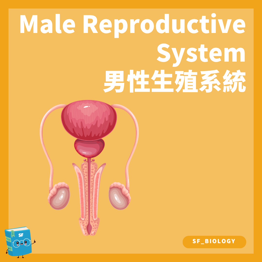 男性生殖系統主要器官與管道概念圖