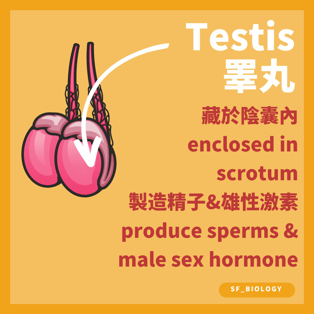 睾丸位於陰囊並製造精子及分泌睾酮