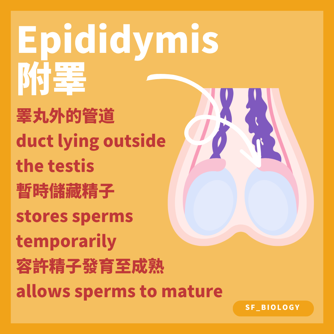 附睾讓精子成熟並作暫時儲存
