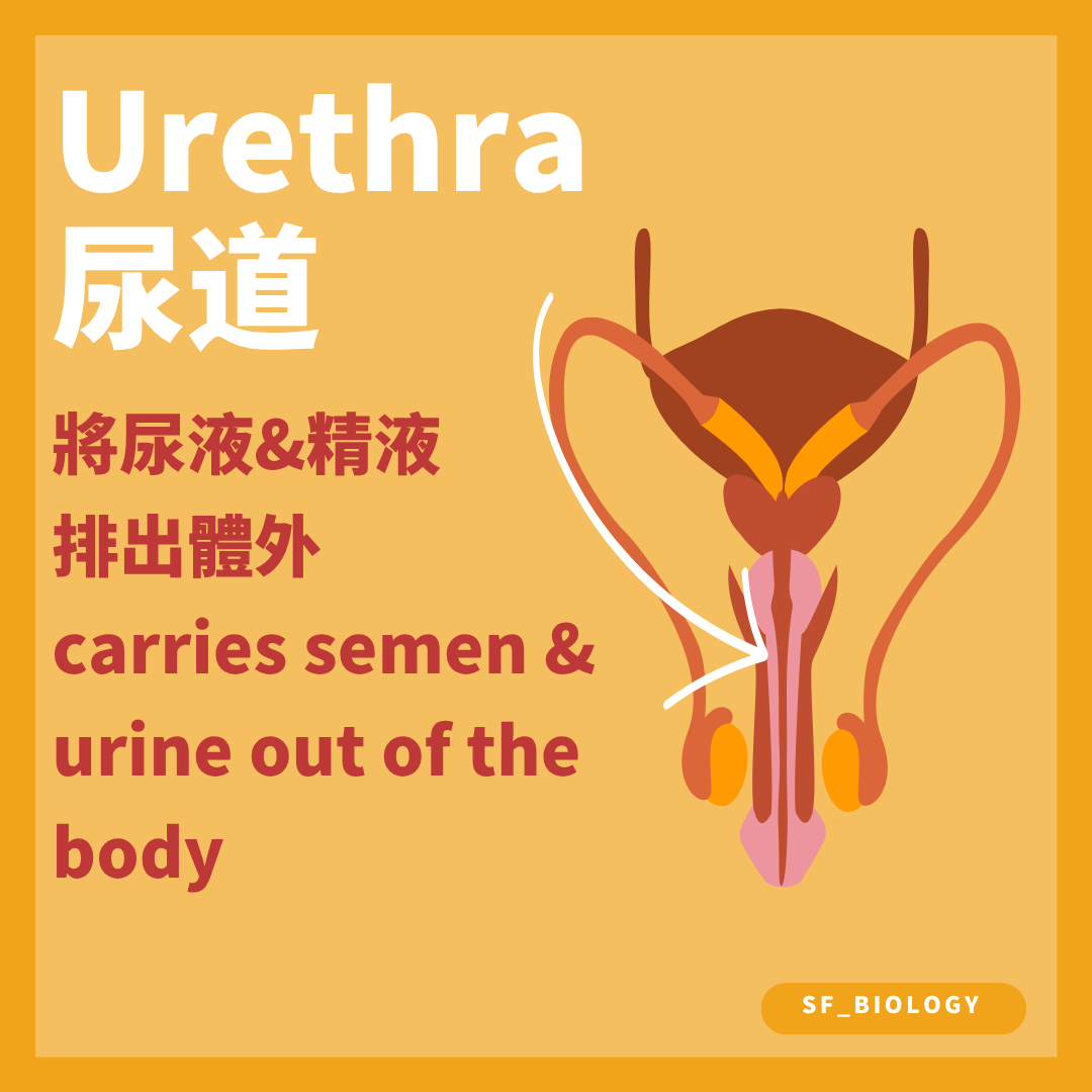 尿道把精液或尿液帶到體外但兩者不會同時通過