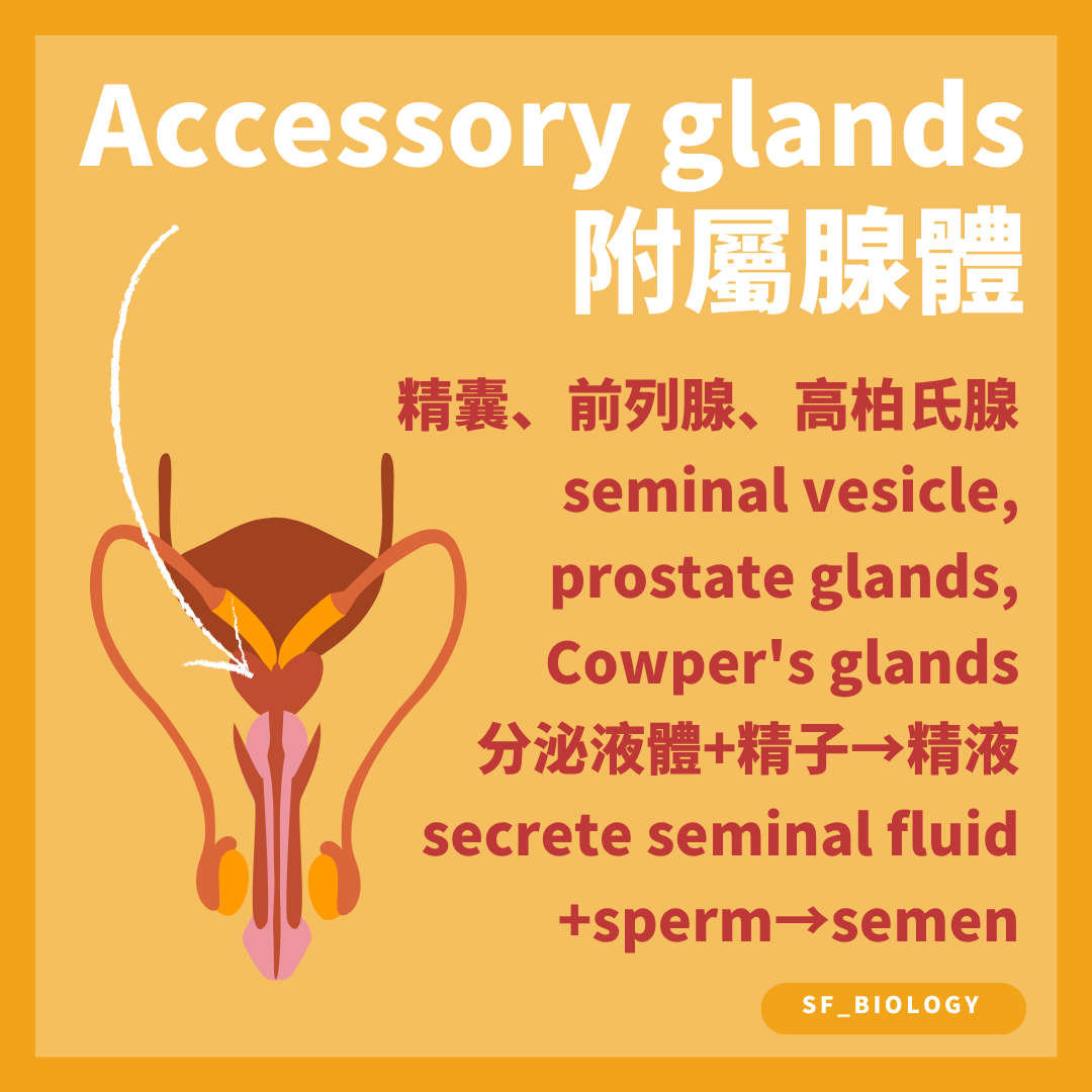 精囊前列腺及尿道球腺的分泌物與精子組成精液