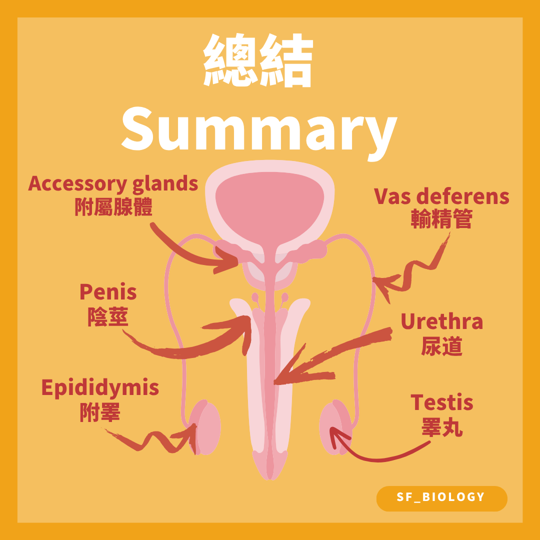 男性生殖系統各主要器官位置與名稱總結