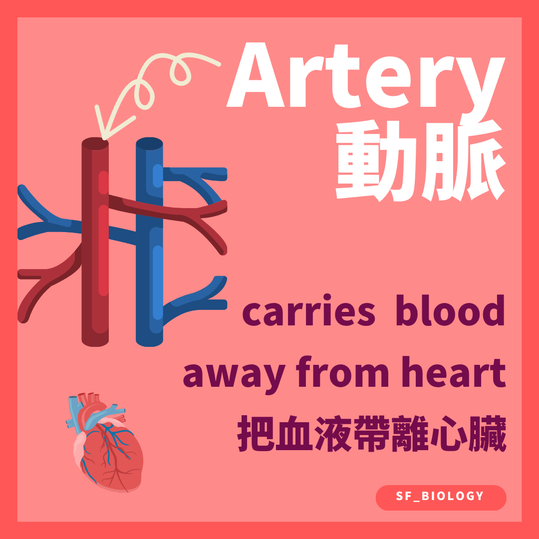 動脈把血液由心臟帶到身體各部分