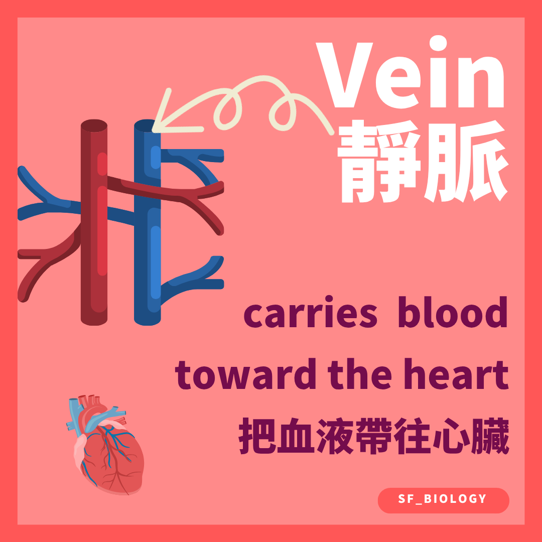 靜脈把血液由身體各部分帶回心臟