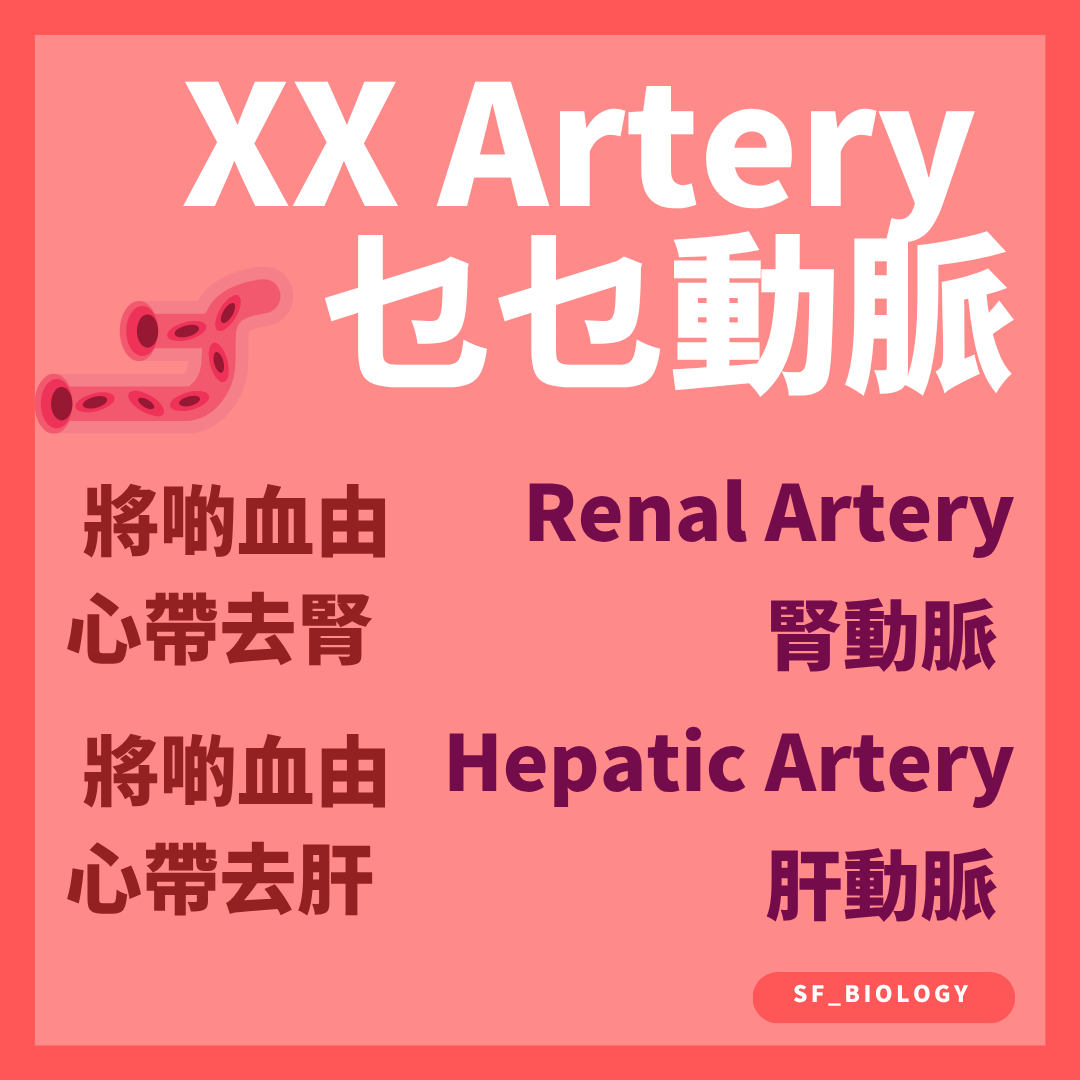 腎動脈和肝動脈把血液由心臟方向送往腎和肝