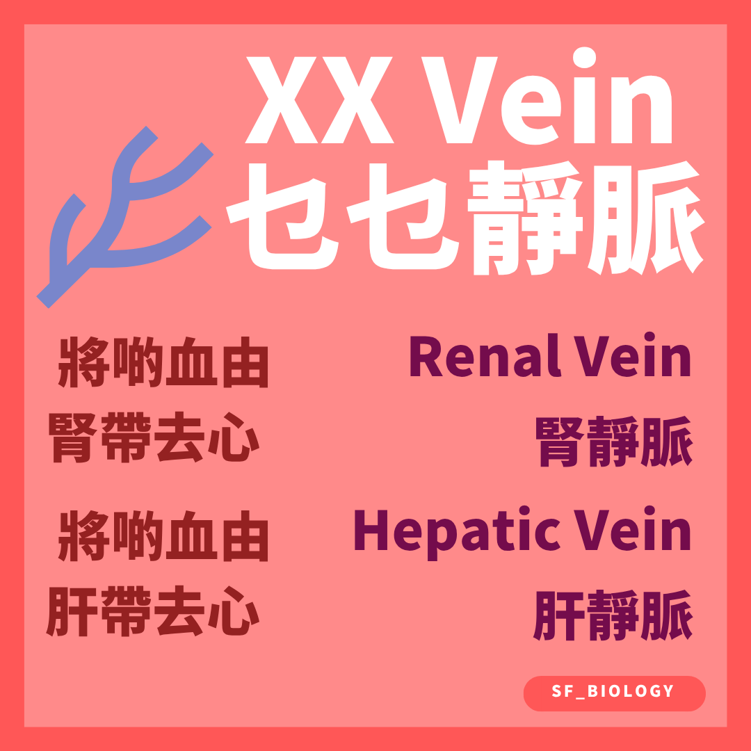 腎靜脈和肝靜脈把血液由器官方向帶回心臟