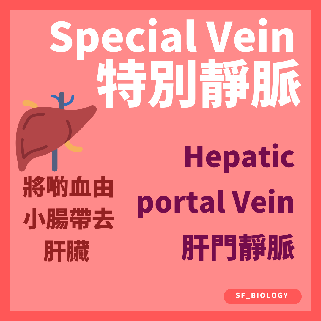 肝門靜脈把小腸吸收的物質先送到肝臟