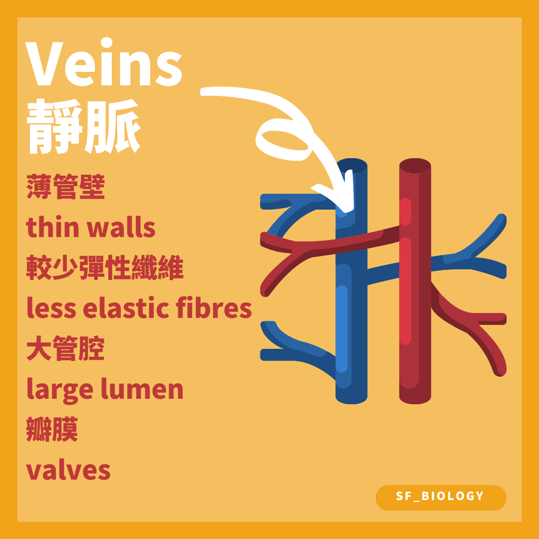 靜脈較薄管壁大管腔及部分位置的瓣膜