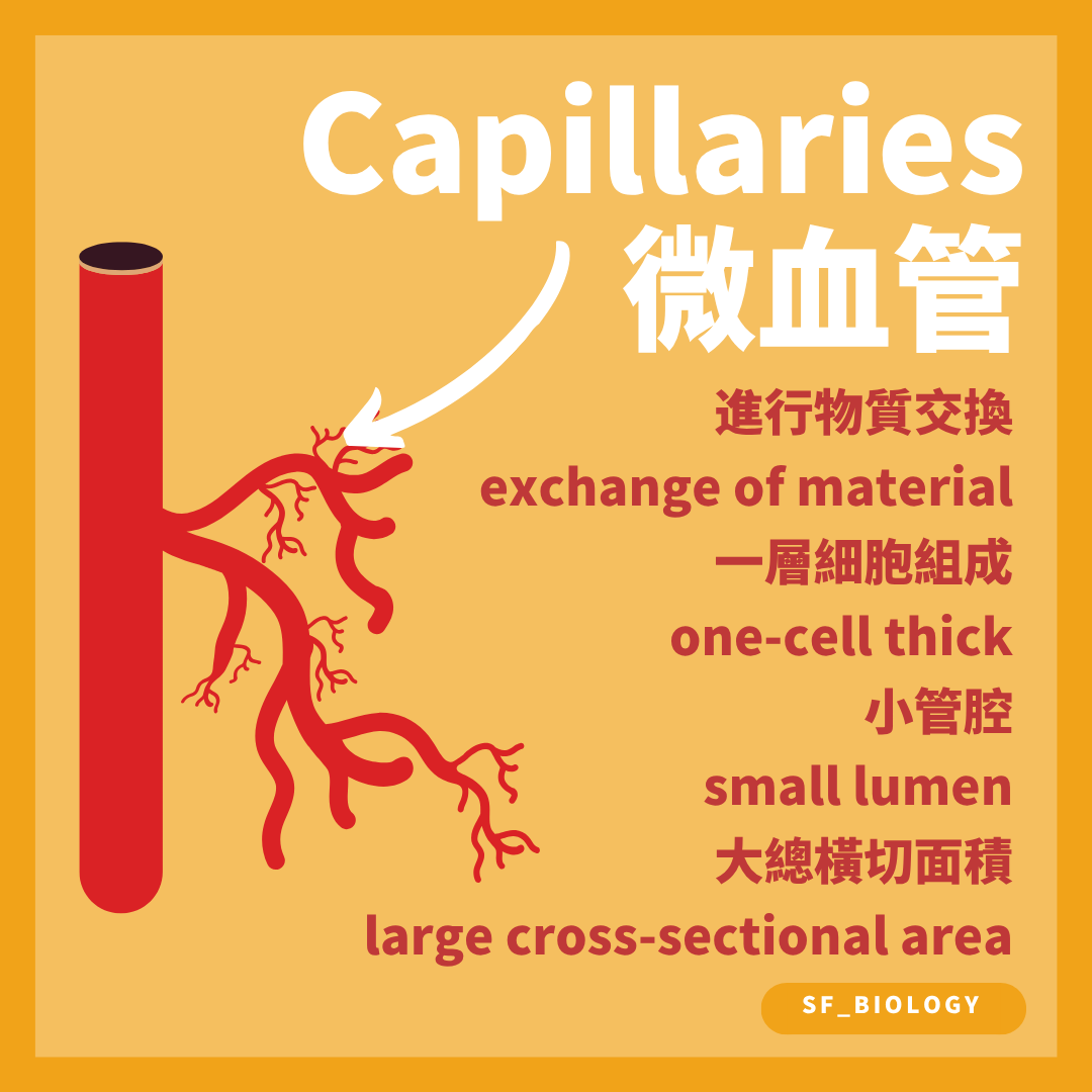 毛細血管一層內皮細胞管壁適合物質交換