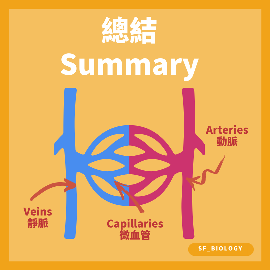 動脈經微動脈和毛細血管網連接靜脈