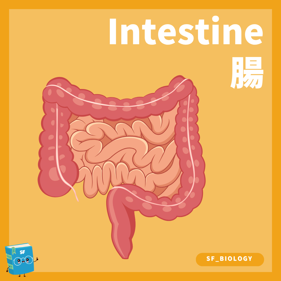 人體小腸與大腸整體位置概念圖