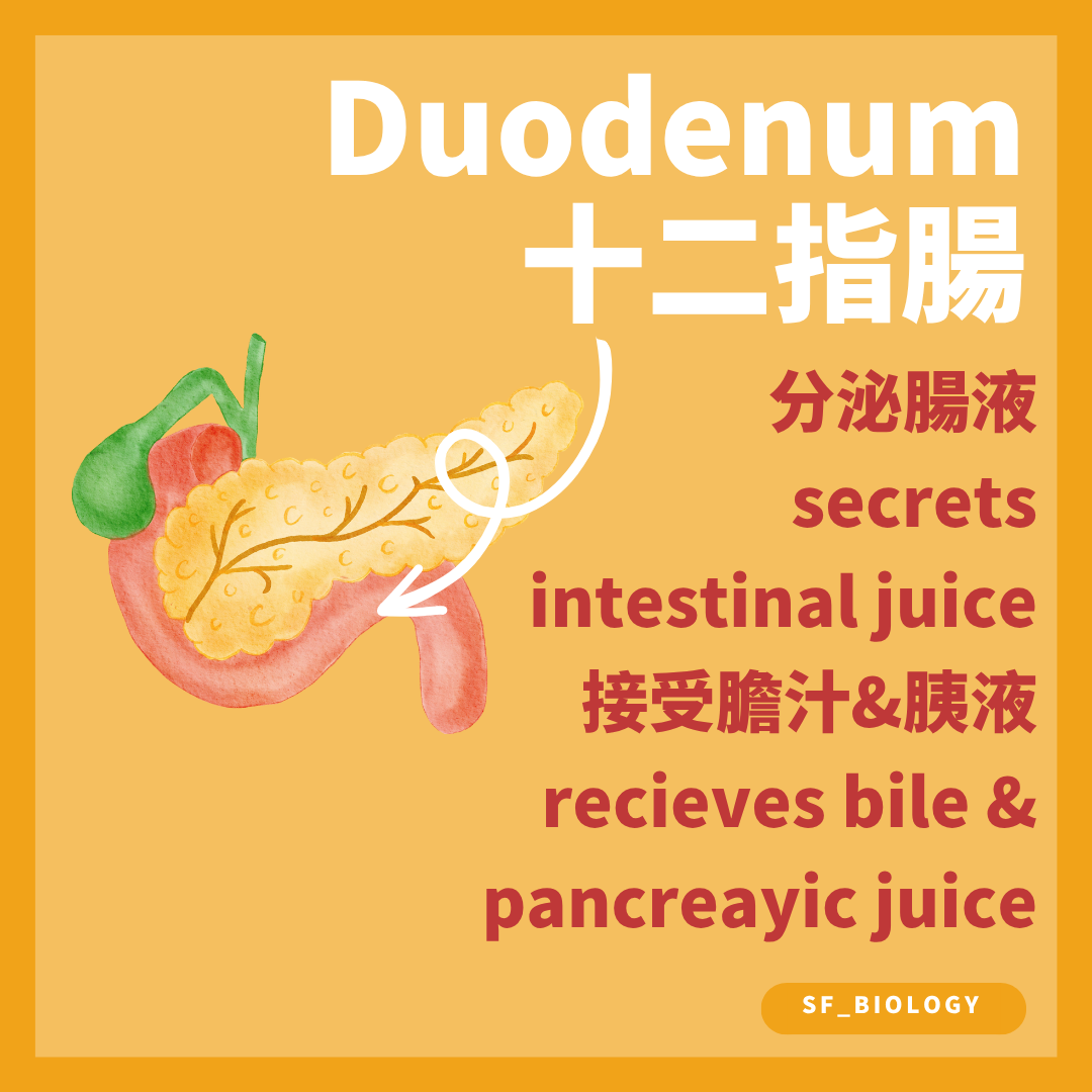 十二指腸接收膽汁和胰液並進行主要化學消化