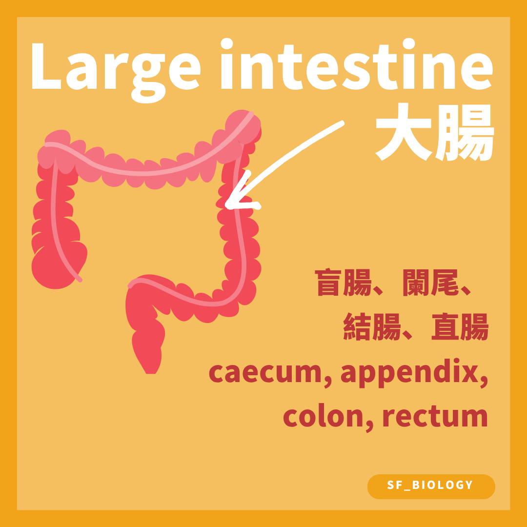 大腸包括盲腸闌尾結腸和直腸等部分