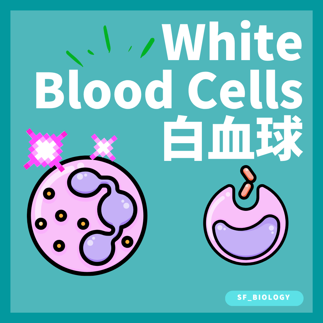吞噬細胞及淋巴細胞參與免疫防禦概念圖