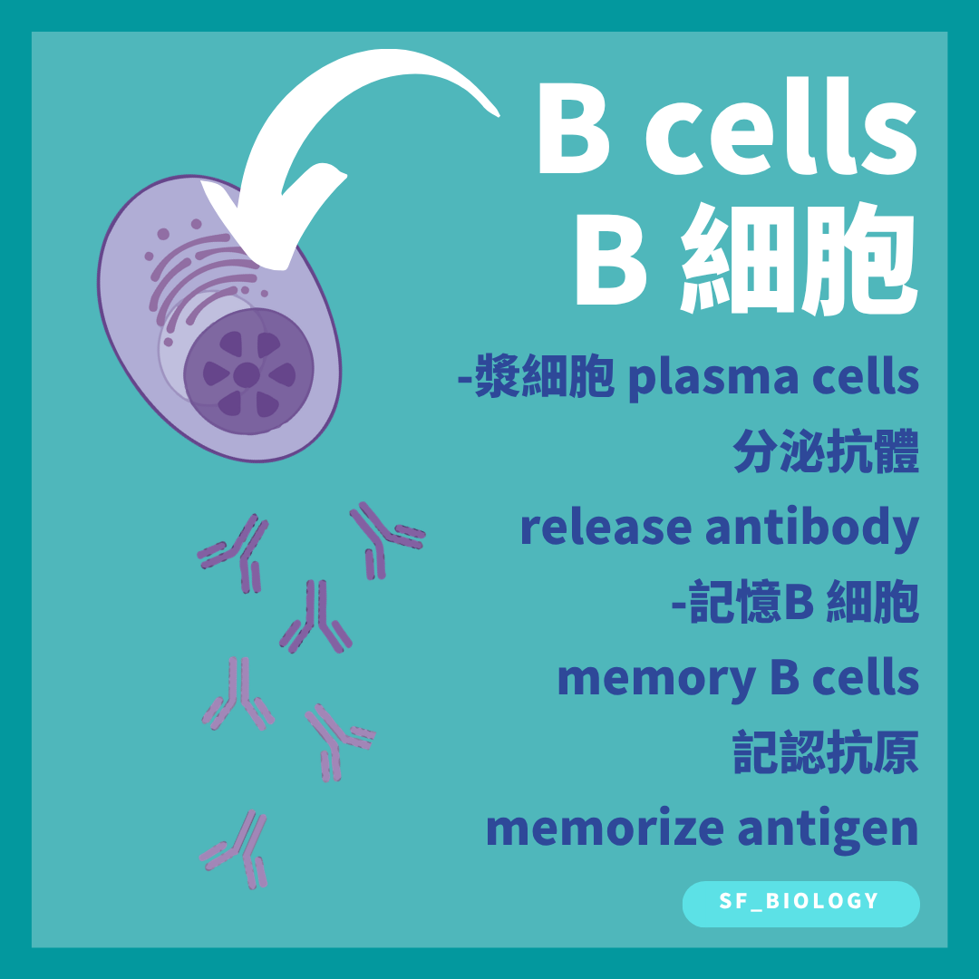B 細胞可分化成漿細胞及記憶 B 細胞