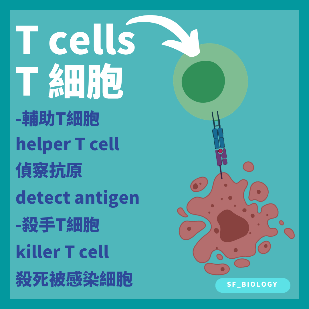 輔助 T 細胞協調免疫反應而細胞毒性 T 細胞殺死受感染細胞