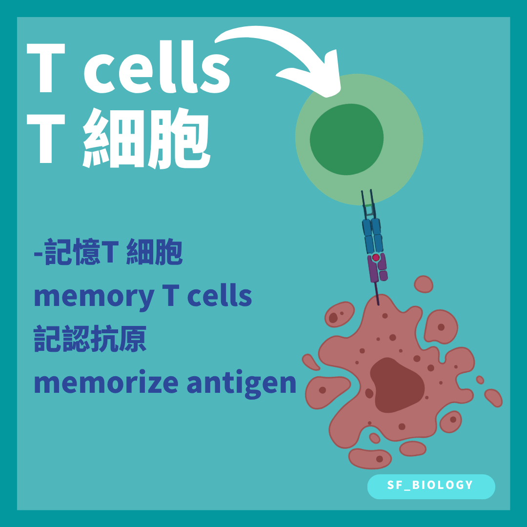記憶 T 細胞讓相同抗原再次出現時反應更快