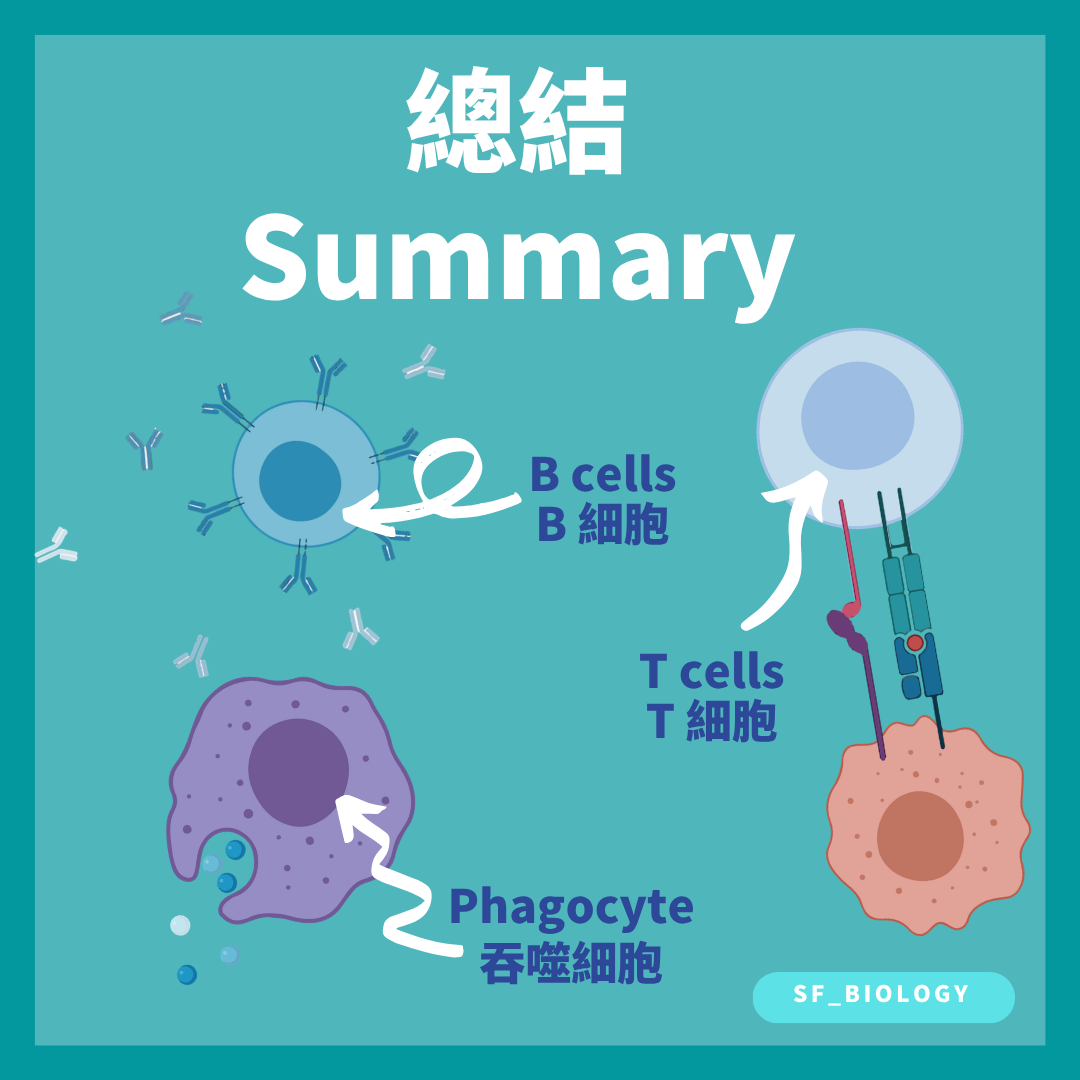 吞噬細胞B細胞與T細胞功能總結