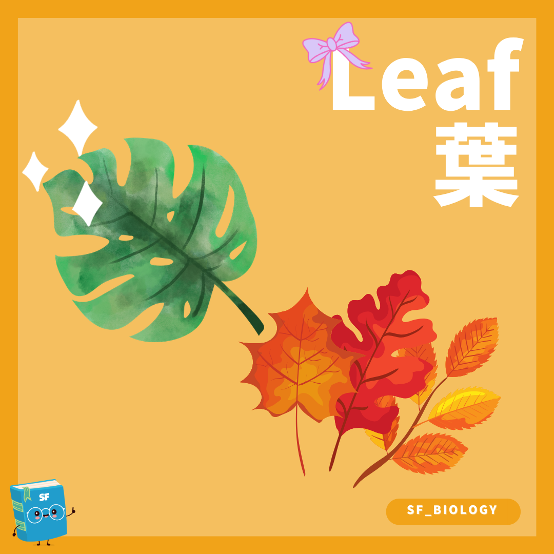 不同形態葉片與葉的基本結構概念圖