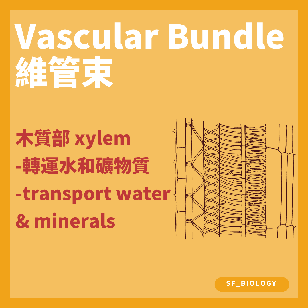 葉脈木質部把水和礦物質運入葉片