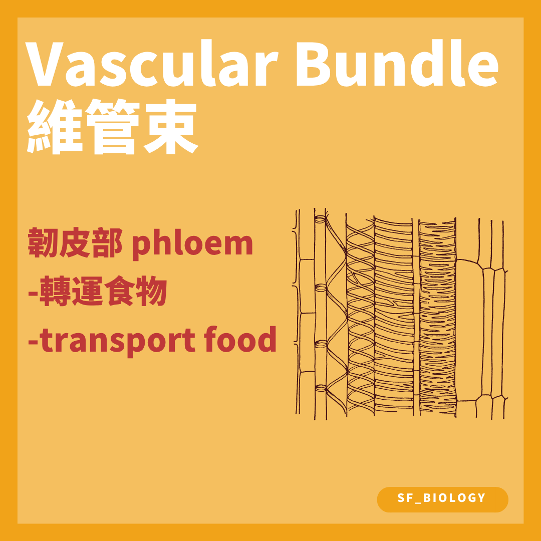 葉脈韌皮部輸送蔗糖等同化產物