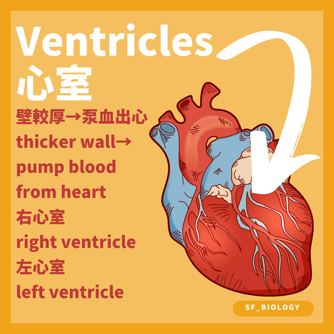 左右心室以較厚肌壁把血泵離心臟