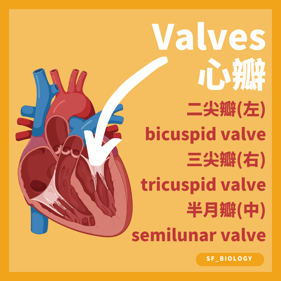 二尖瓣三尖瓣及半月瓣維持單向血流