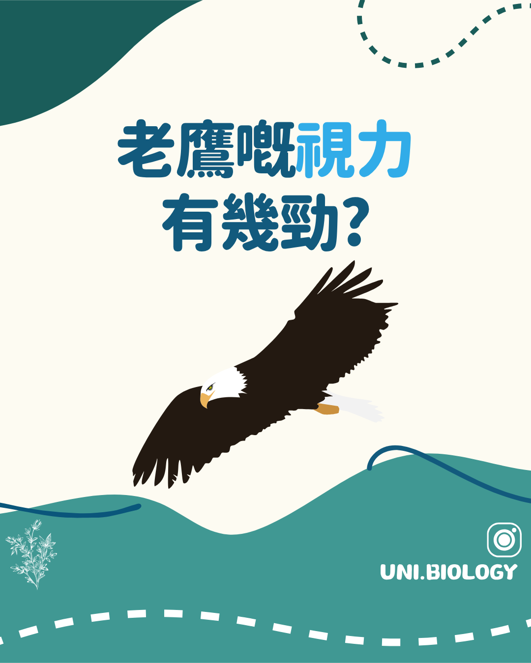 老鷹視力有多強的生物學提問插圖
