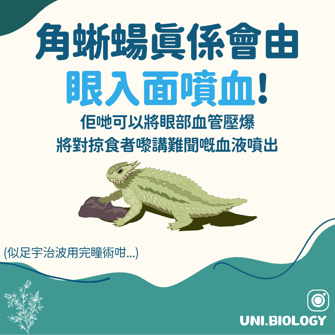 部分角蜥由眼角噴血嚇阻捕食者的防禦行為