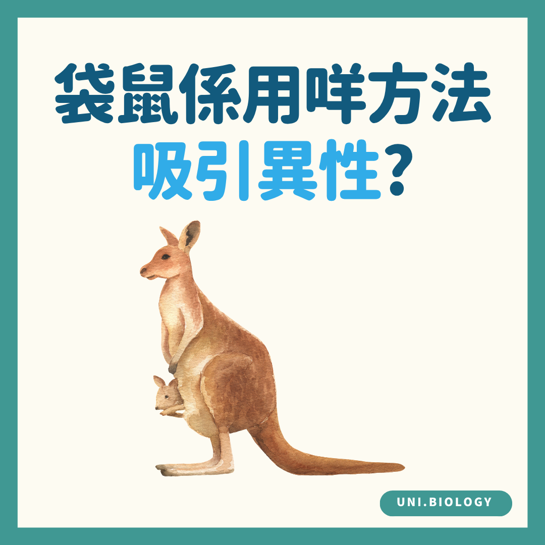 袋鼠以甚麼方式吸引異性的趣味提問插圖
