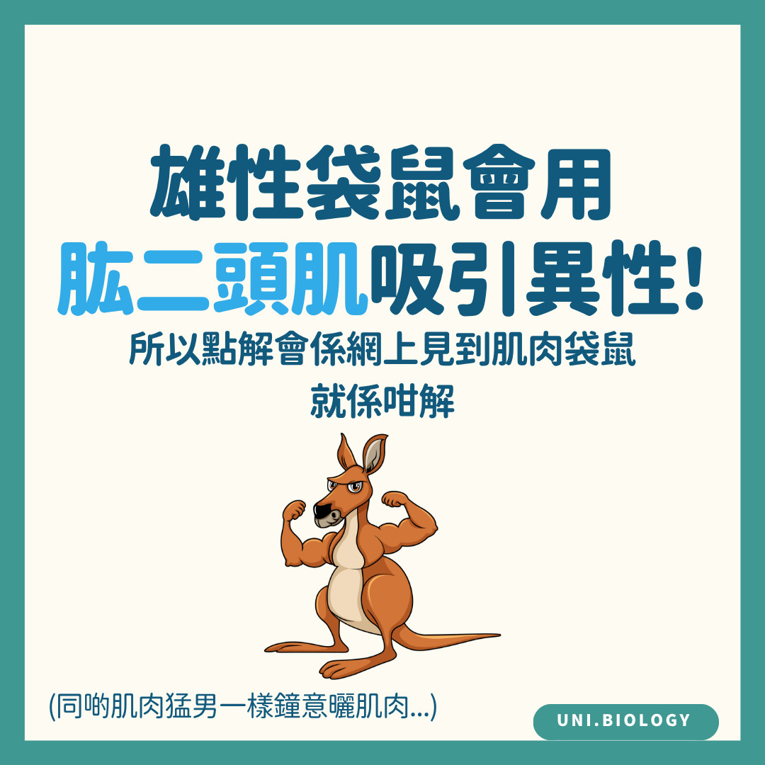 雄性袋鼠前肢肌肉與競爭及交配成功的關係
