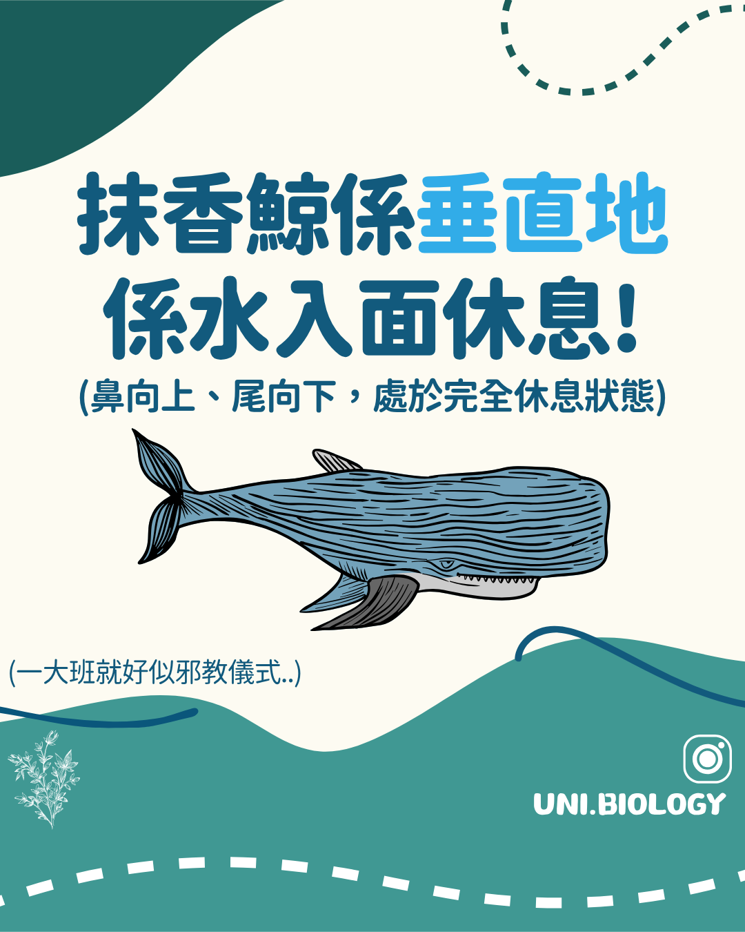 抹香鯨近水面垂直漂浮休息的姿勢