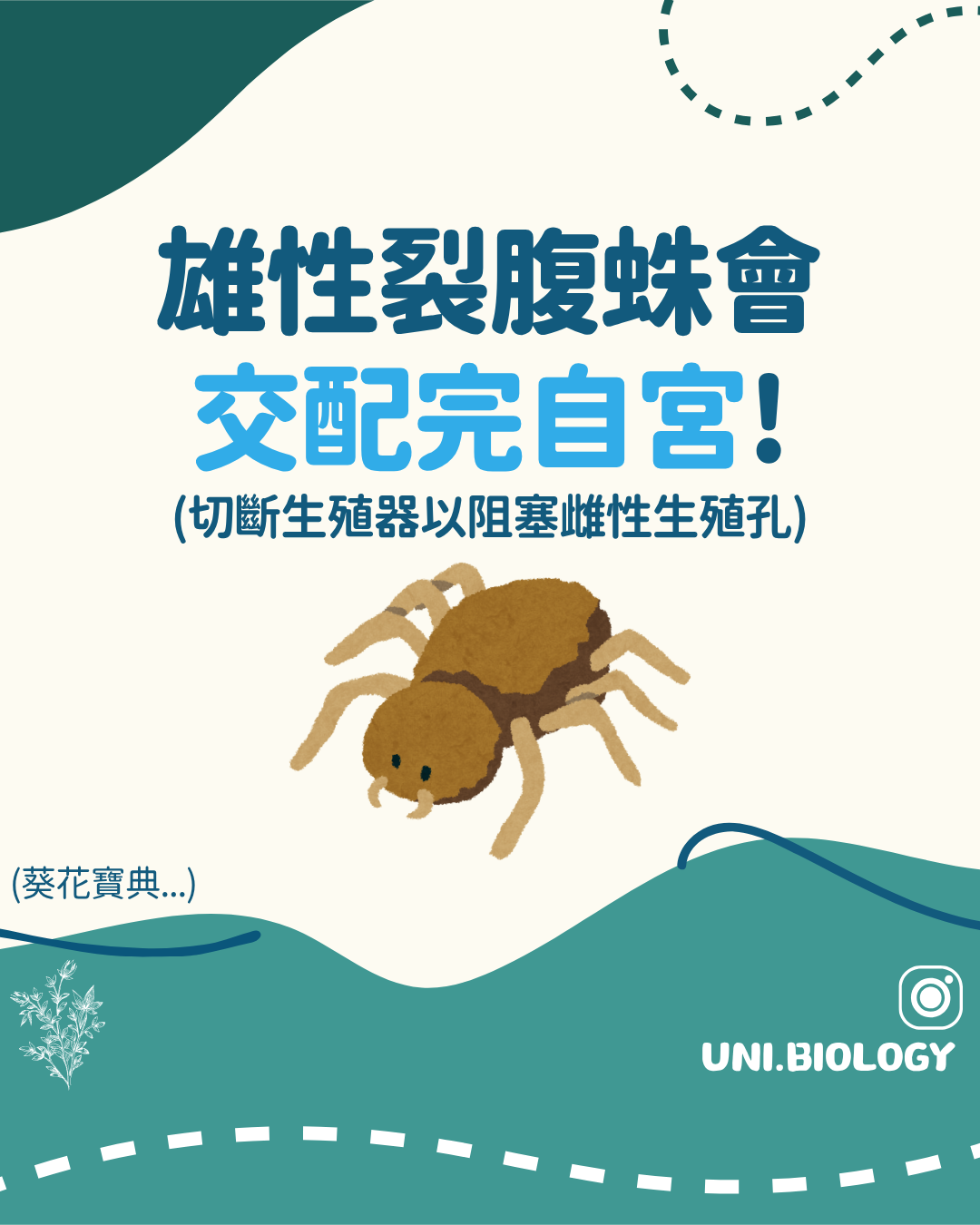 部分雄性蜘蛛以交配器碎片形成交配栓