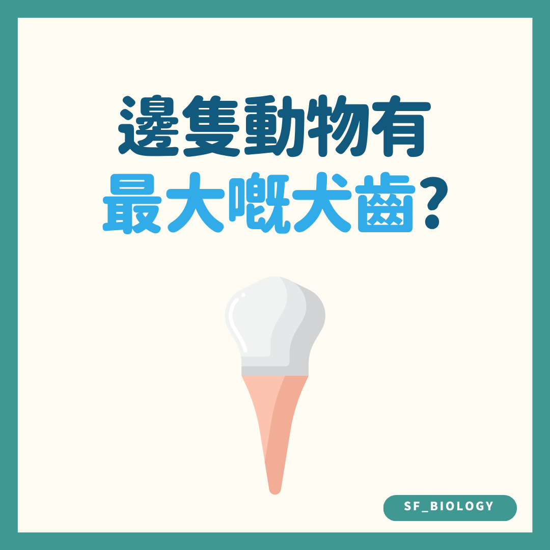 哪種動物擁有最大犬齒的趣味提問插圖