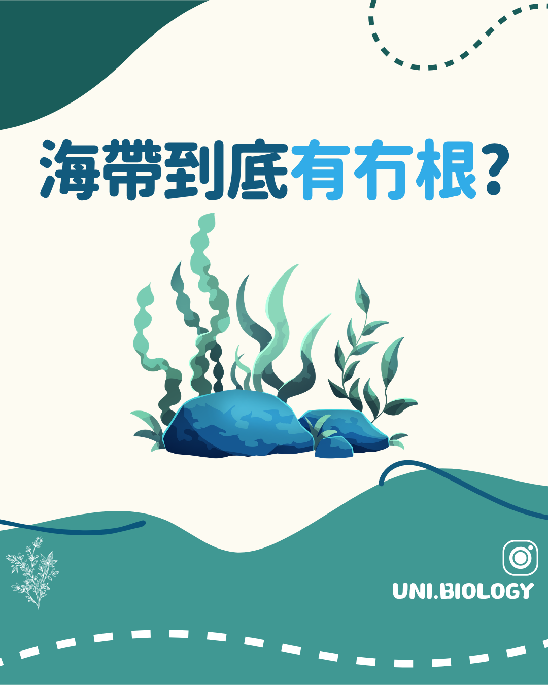 海帶是否擁有根的趣味提問插圖