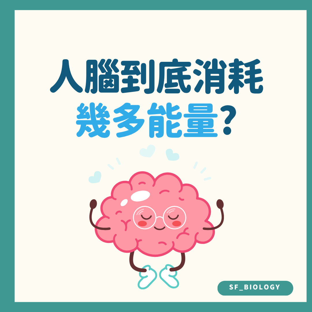 人腦消耗多少能量的趣味提問插圖