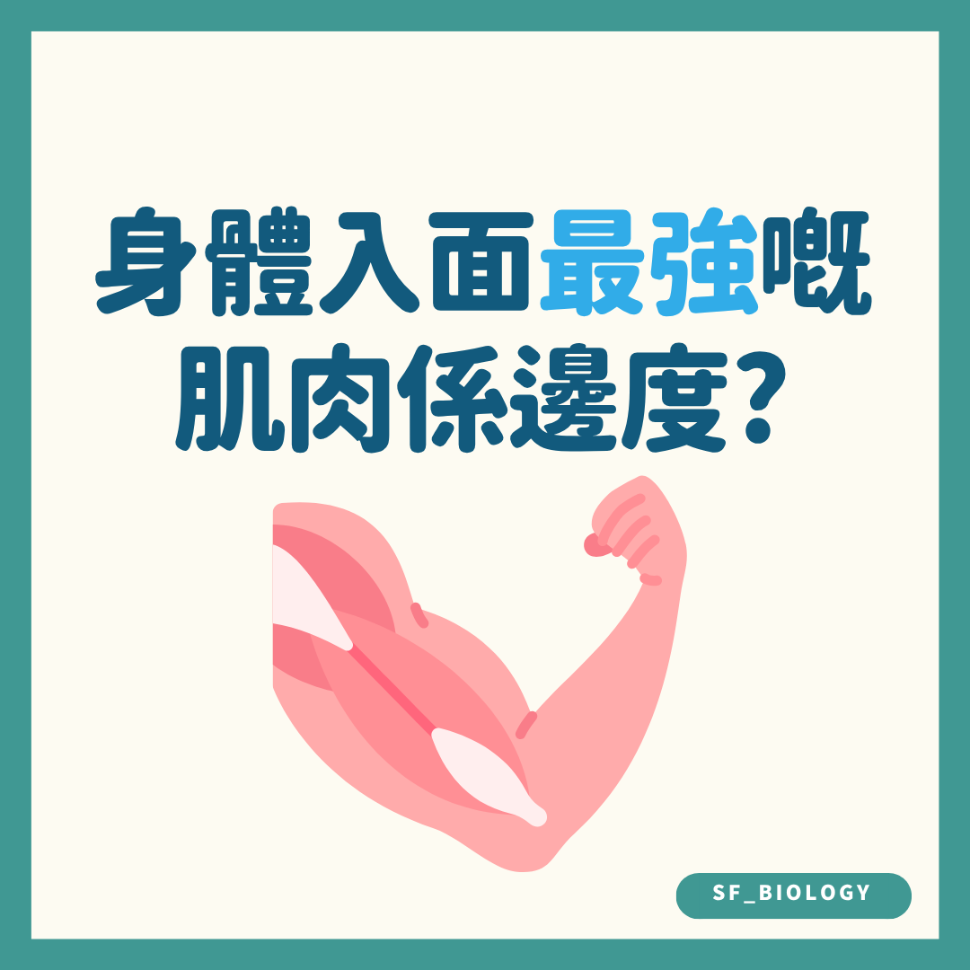 人體最強肌肉是哪一塊的趣味提問插圖