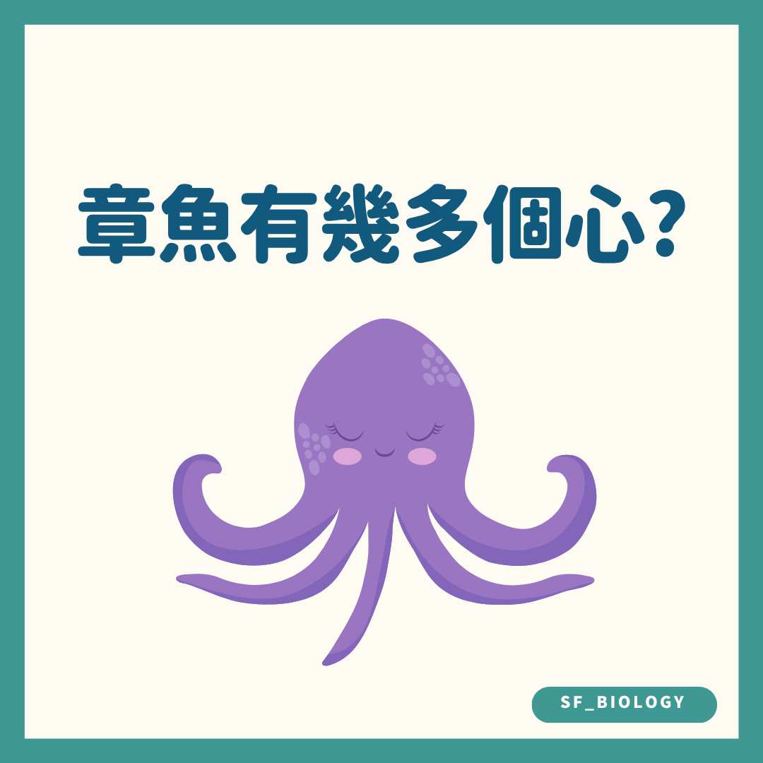 章魚有多少個心臟的趣味提問插圖